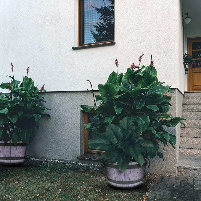 SG Traders™ Large Half Barrel Cask Planter